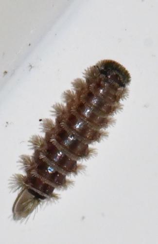 Réf. 277 134 : Polyxenus lagurus